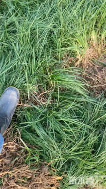 高度25厘米细叶麦冬草