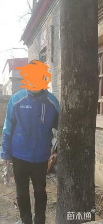 38公分广玉兰