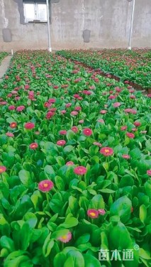 高度20厘米雏菊