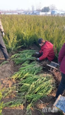 高度75厘米小龙柏