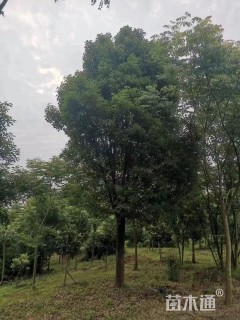 25公分香樟