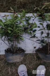 高度50厘米红叶石楠大杯苗