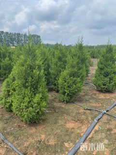 高度150厘米蜀桧