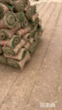 草卷状百慕大草