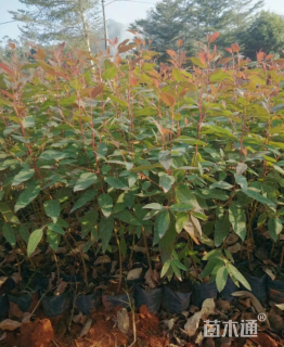 高度60厘米桉树小苗