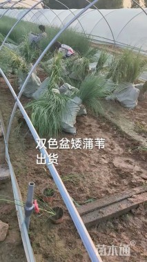 高度20厘米蒲苇