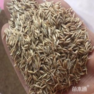 草块状果岭草