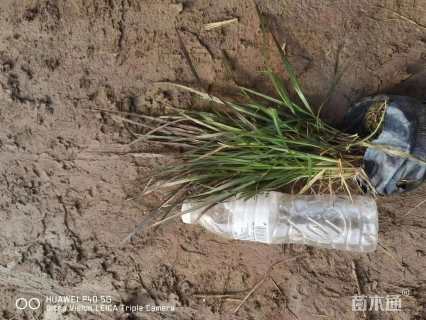 高度40厘米紫叶狼尾草