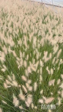 高度50厘米小兔子狼尾草