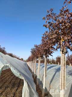 10公分秋紫白蜡