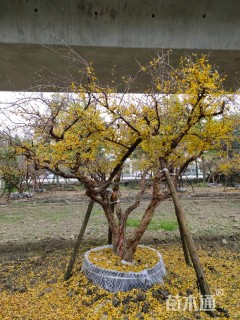 15公分造型石榴