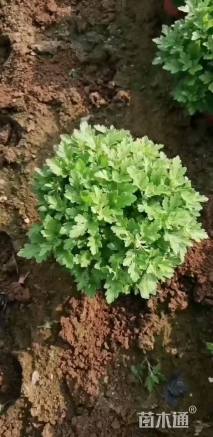 高度20厘米铜钱草