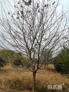 12公分染井吉野樱