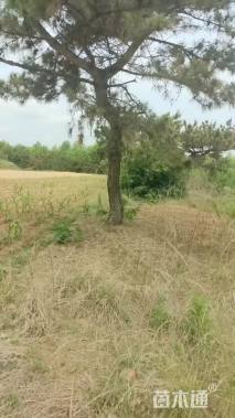 高度600厘米黑松