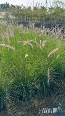 高度30厘米紫穗狼尾草