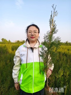 高度50厘米侧柏小苗