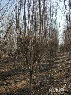 高度250厘米木槿