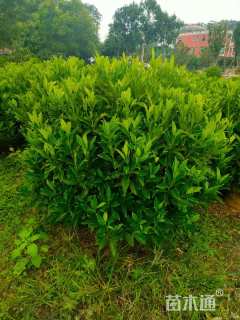 高度100厘米非洲茉莉球