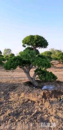 高度200厘米卫矛