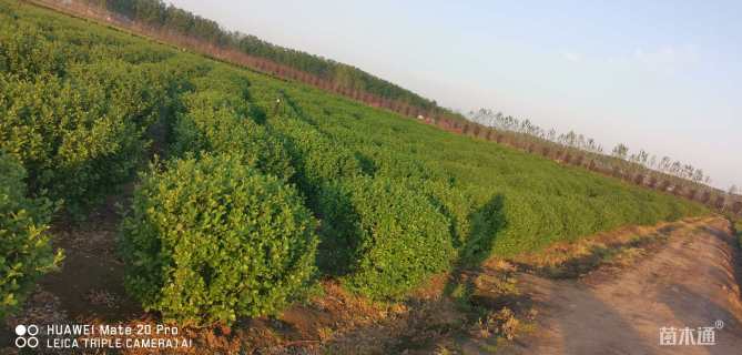 冠幅100厘米卫矛球