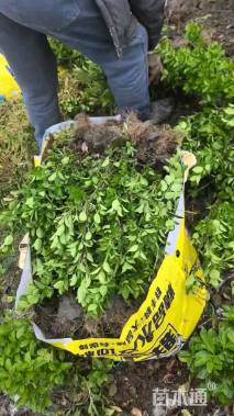 高度30厘米大叶黄杨