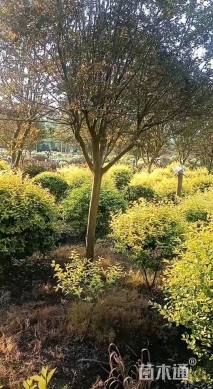 高度80厘米花叶栀子