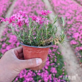 高度15厘米丛生福禄考