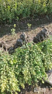 高度50厘米金边黄杨