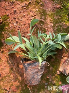 高度10厘米金鸡菊
