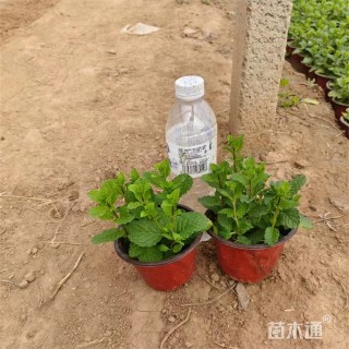 高度18厘米薄荷