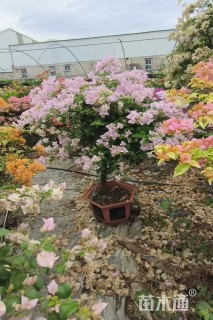 高度100厘米三角梅