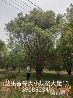 15公分榔榆