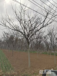 15公分合欢