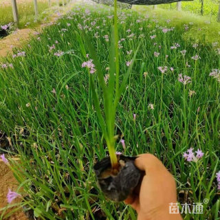 高度60厘米紫娇花