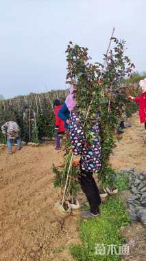 120厘米藤本月季