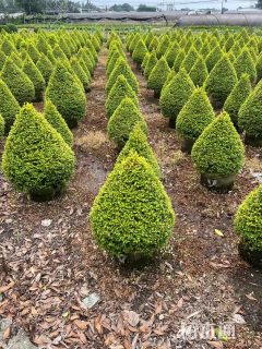 30公分锥形亮晶女贞