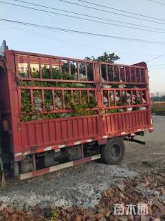 高度30厘米金森女贞