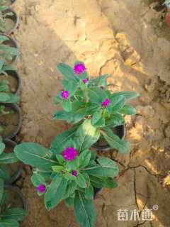 高度20厘米千日红