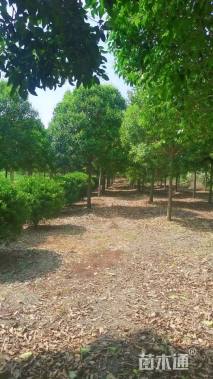 14公分大叶女贞