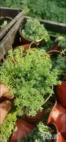 高度10厘米中华景天