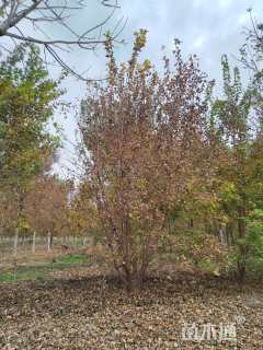 高度350厘米丛生五角枫