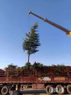 高度600厘米雪松