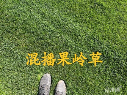 草卷状草皮