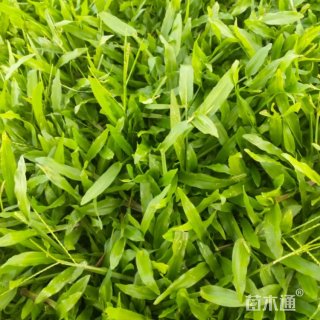 大叶油草