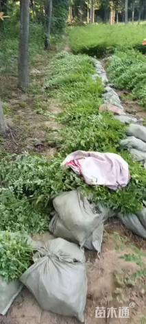 高度50厘米金叶女贞