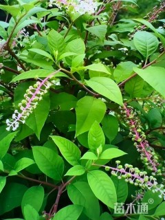高度25厘米商陆