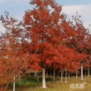 12公分北美红栎