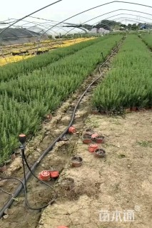 高度25厘米迷迭香