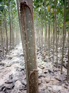 1.7公分107速生杨