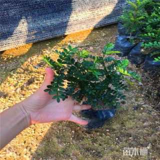 高度30厘米胡椒木